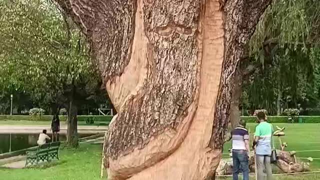 Tree snake