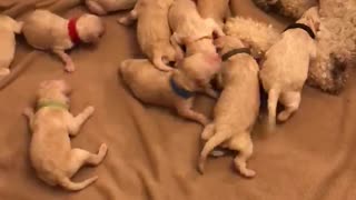 Newborn litter of Goldendoodles will most definitely brighten your day!