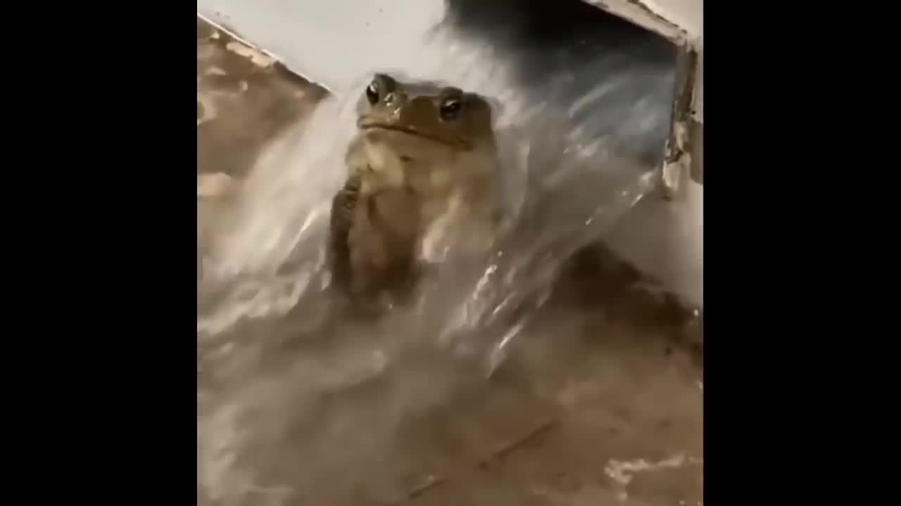 happy frog