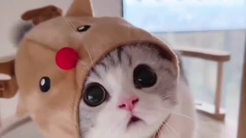 Cute cat 😺😺😺