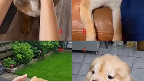 Dog video