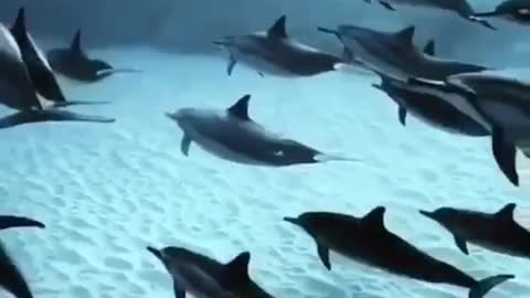 Dolphins Swimming Happy Good Vibes