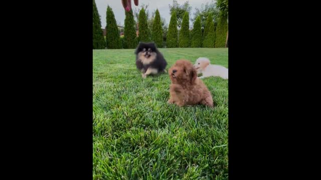 Cute puppies playing in the garden 🐶 funny puppy videos ❤ funny animals