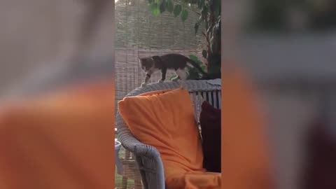 ULTIMATE|| Animal Compilation || Funny Fails || viral || comedy