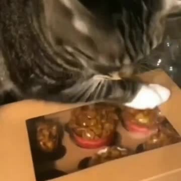 Cat Doesn't Want To Get Off The Food - TikTok Cats (Funny Animals #340)