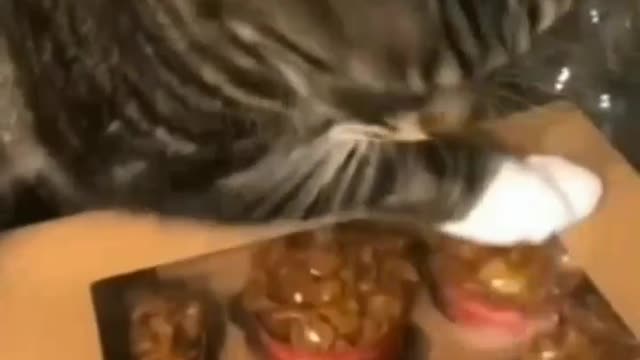 Cat Doesn't Want To Get Off The Food - TikTok Cats (Funny Animals #340)