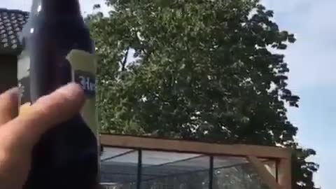 Parrot opens a beer