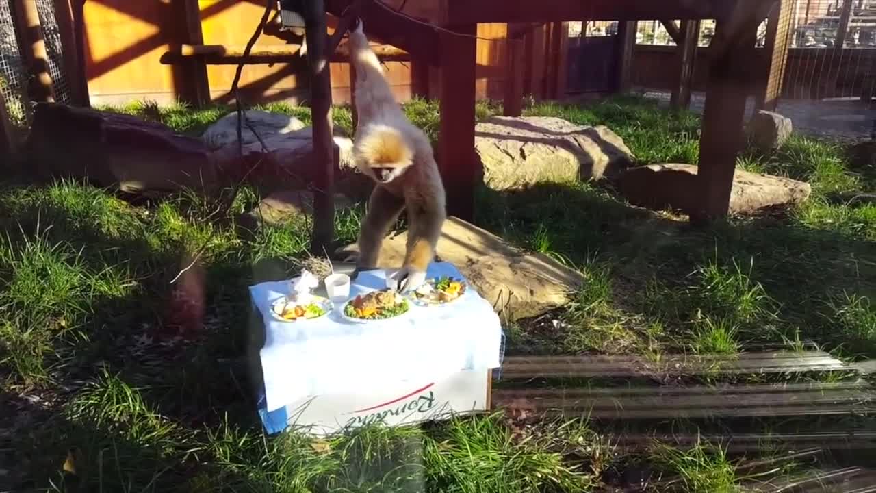 Cute Gibbons Playing