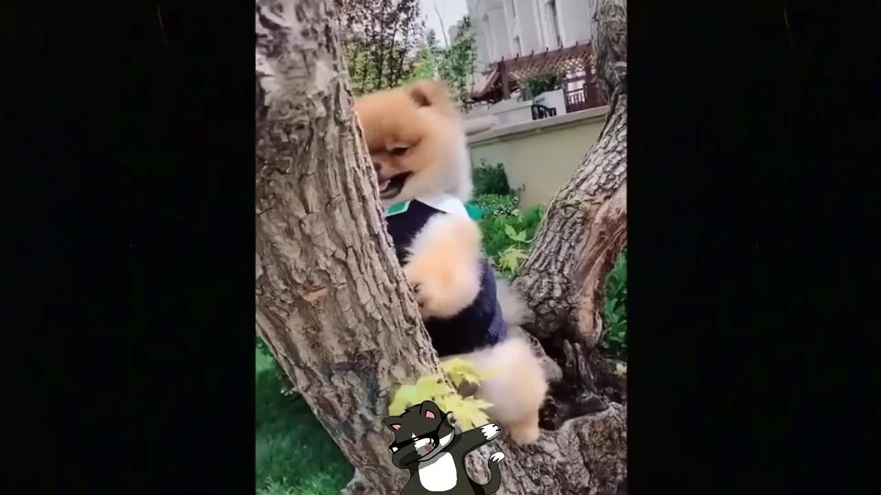 Try not to laugh 🤣🤣 cute animals