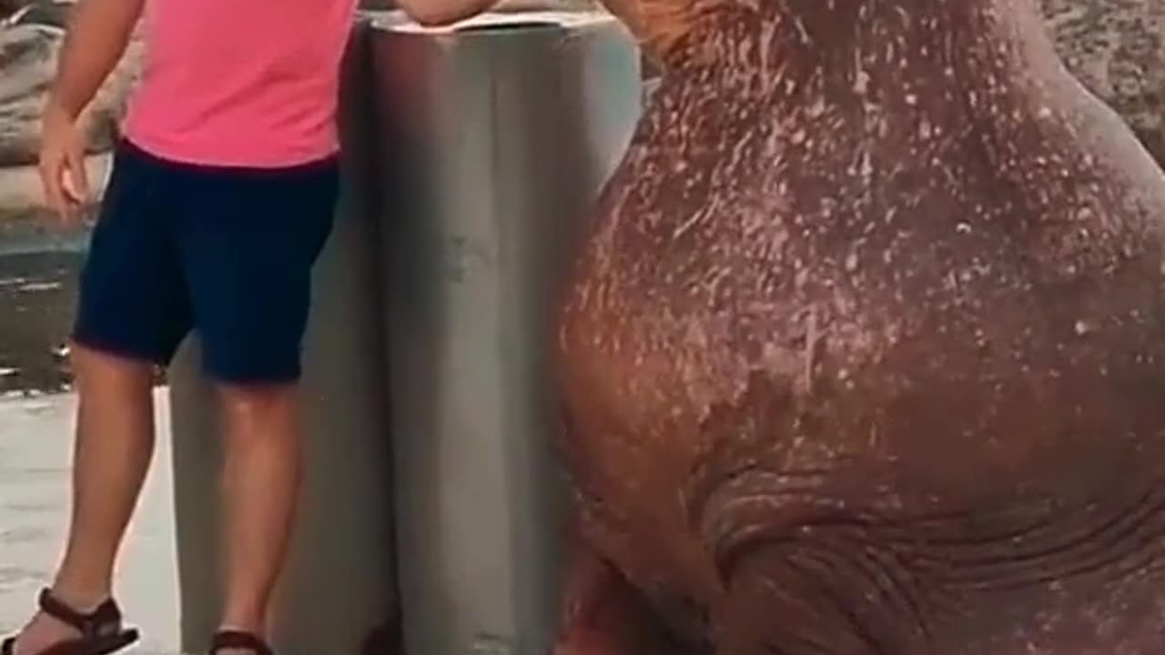 the seal is the chillist pets ever 😁😁😱😱