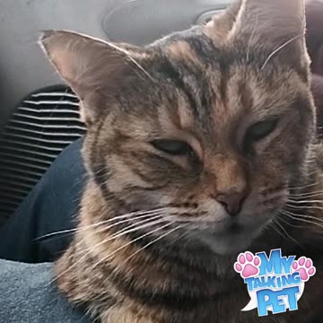 Precious Pussycat Show: Precious Speaks