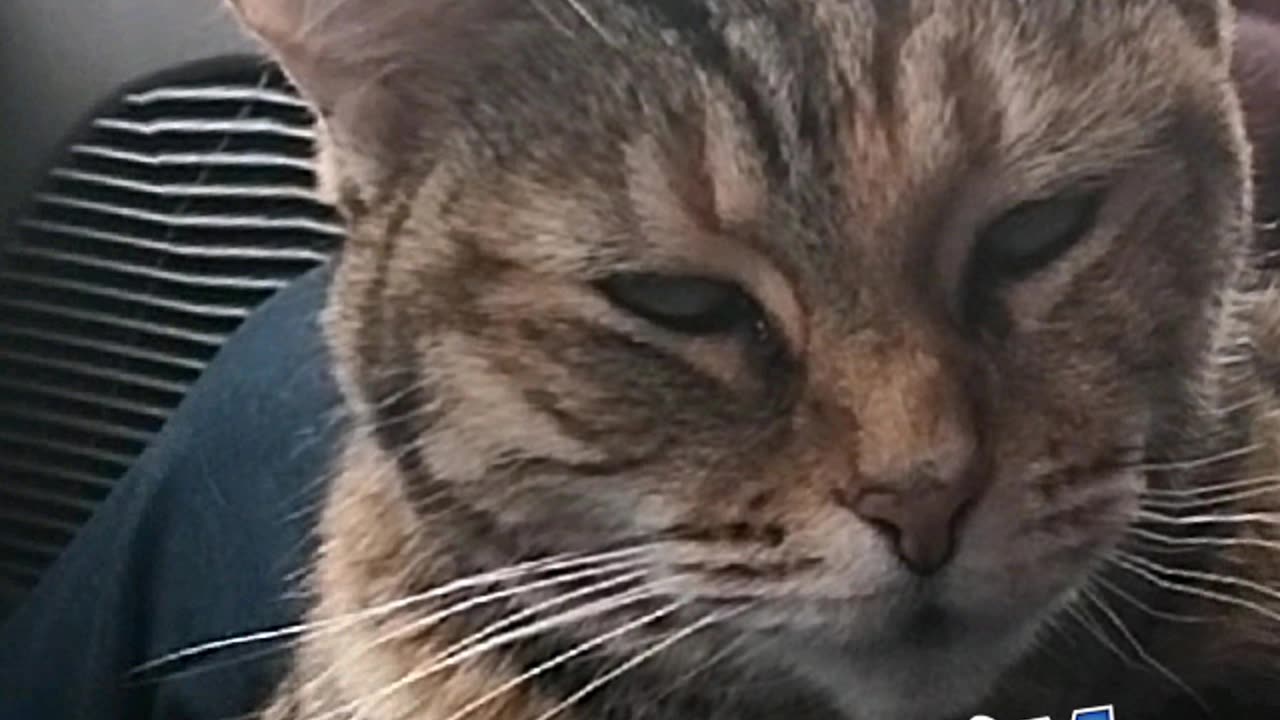 Precious Pussycat Show: Precious Speaks