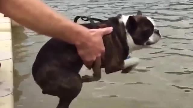 Cute and Funny Dogs Compilations