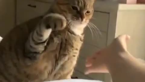 I told the cat to shake hands