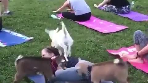 Funny Yoga Video Funny Dog videos