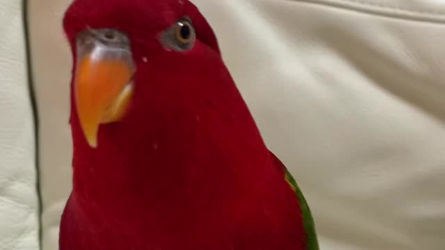 Bob the parrot singing