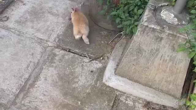 A rabbit looking for food