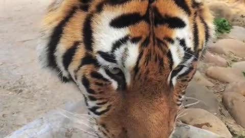 The tiger is drinking water