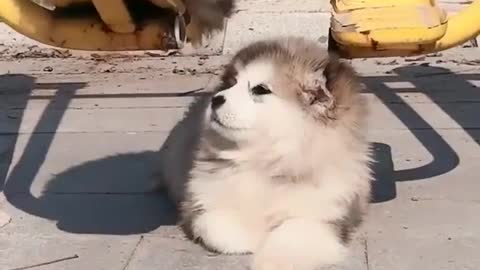 She fell down but still a very very little cute puppy!!