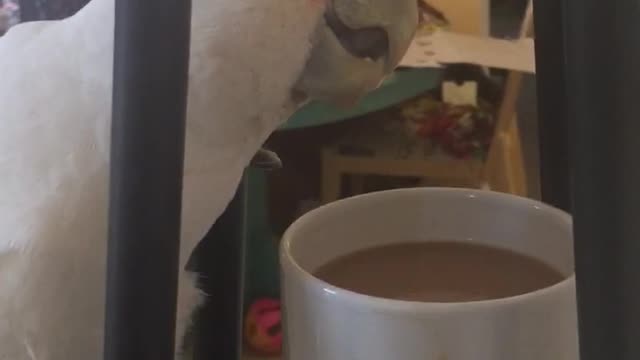 Cockatoo climbs a tall lamp to get coffee