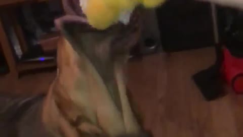 Slow Motion Tug of War