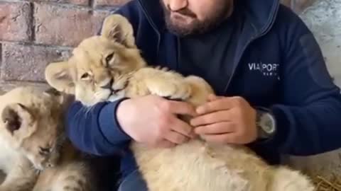 cute baby lion watching with their sweet owner