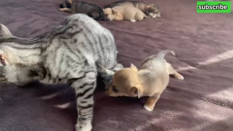 Funny Cat Reaction to Puppies [Kitty sees them for the First Time]