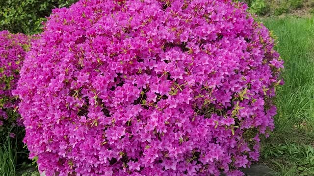 Azalea Flowers