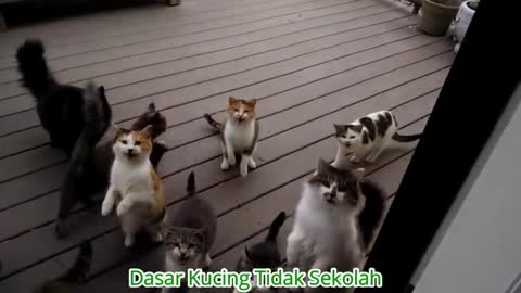 this cat is so cute,