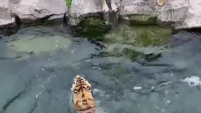 The keeper is exercising the tiger's skills