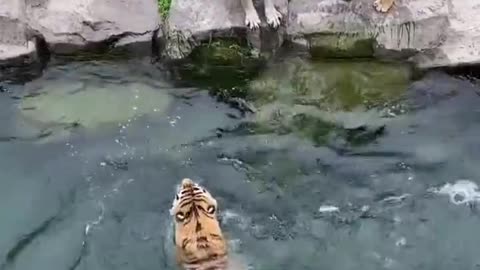 The keeper is exercising the tiger's skills