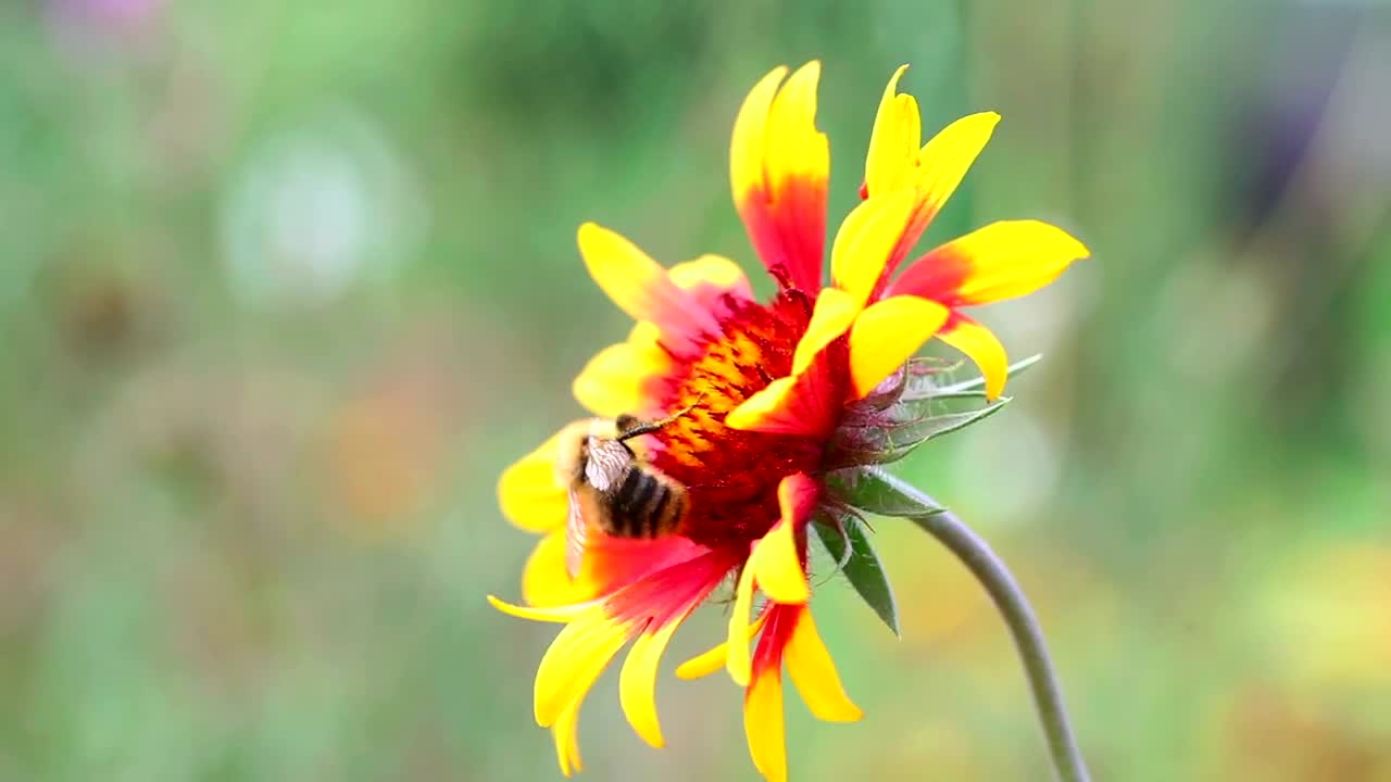 SMALL & BEAUTIFUL FLOWER-BEE COLLECTS FOODS !!!
