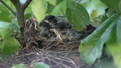 Little birds in nest at green forest and it shivering with cold