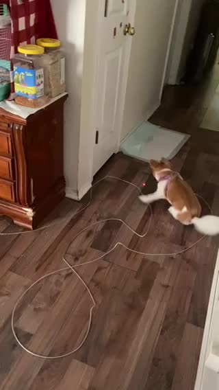 Cute puppy tricks too
