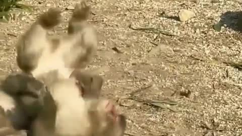 Monkey fight | baby monkey playing