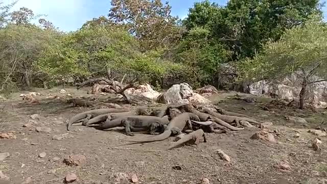 komodo eating their prey