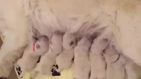 A group of little cute lying in the arms of the mother dog is so cute