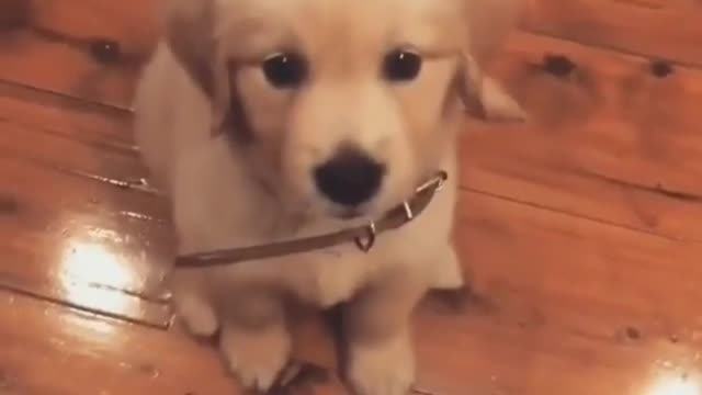 Click here to see the cute puppy pounce on you