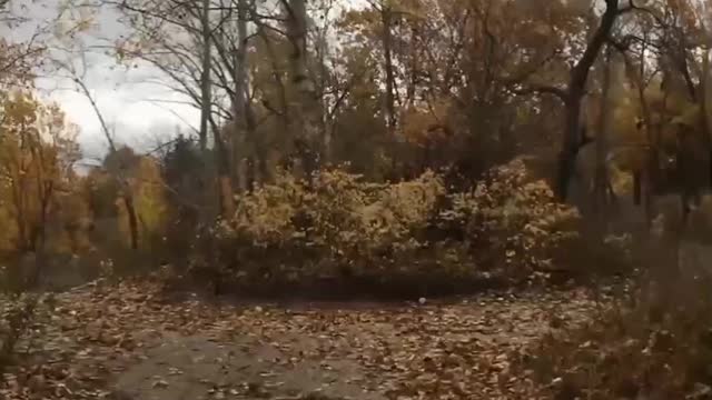 Beavers on the river bank.