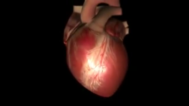 Heart