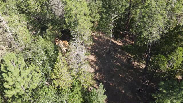 So many trees to cut down. Husband and wife cut nearly 120 trees from their Oregon Property.