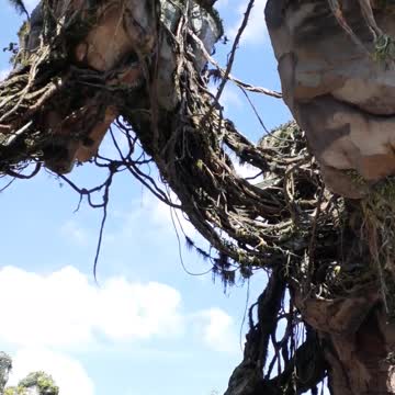Floating Islands of Pandora in Disney's Animal Kingdom