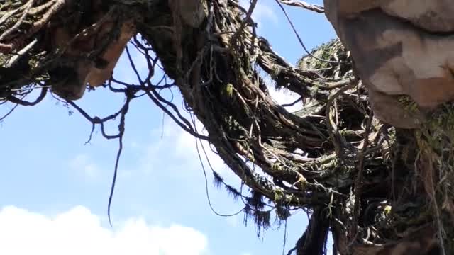 Floating Islands of Pandora in Disney's Animal Kingdom