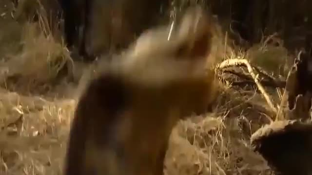 Squirrel vs snake