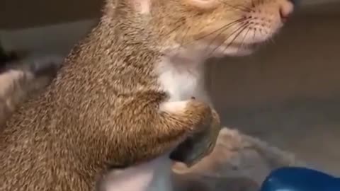 Squirrel massage