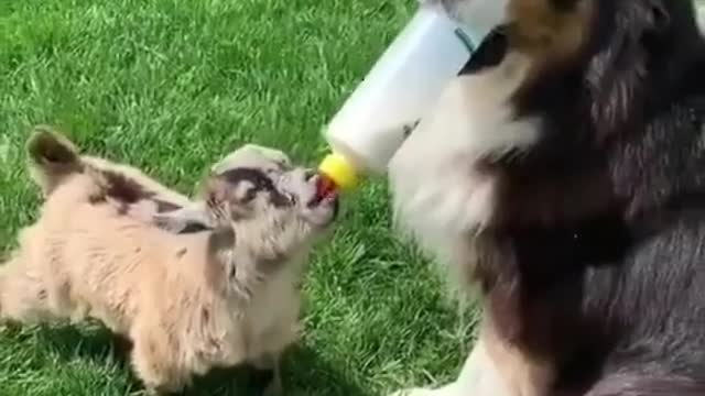 Dog feeding baby goat is the best thing you'll see today!🤗❤