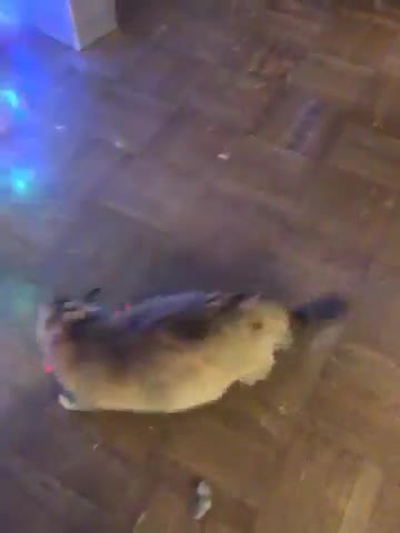 Senior Cat Plays With Laser Light Cat Toy