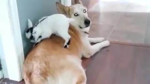 Extremely patient dog lets baby goat play on him