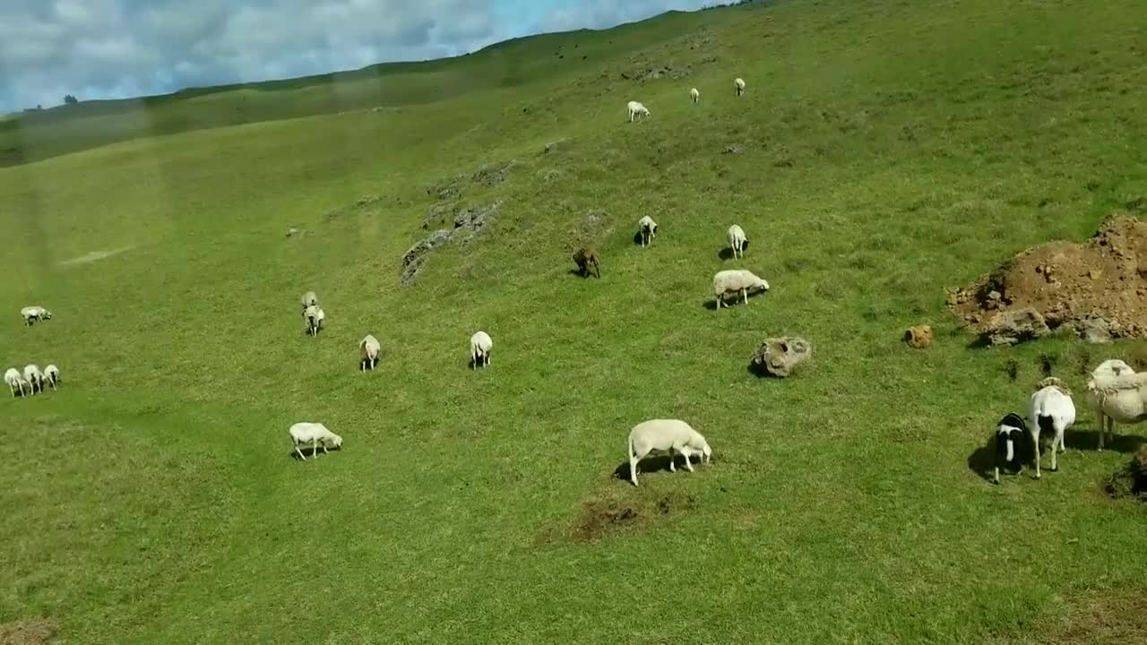 Baby I Saved Is all Grown Up Now Running With The Herd