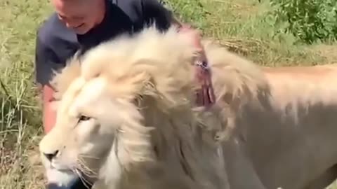 lions at a farm in South Africa.